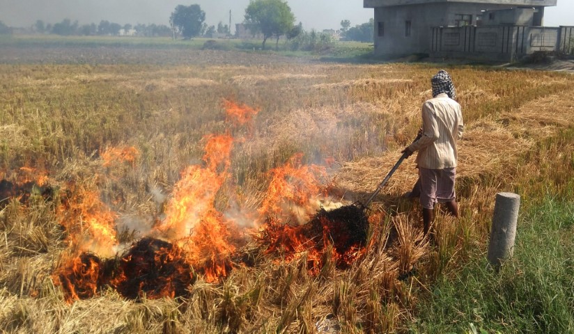 Amritsar: A farmer burns stubble after the harvest of paddy, at an agricultural field on the outskirts of Amritsar, on Oct 23, 2019