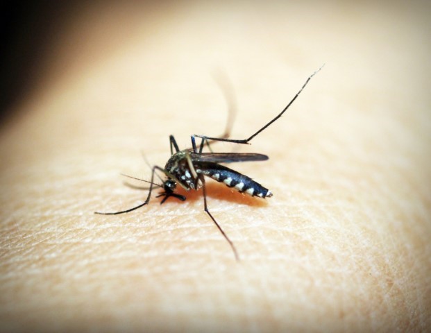 Rare genus of malaria detected in Kerala