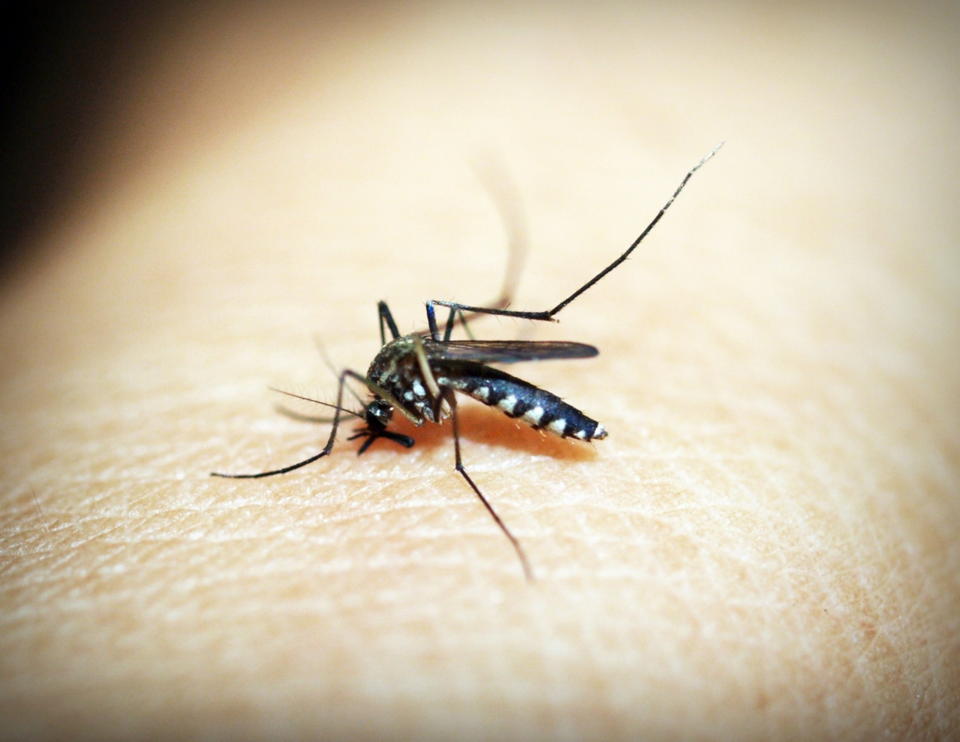 Higher mosquito blood meals increase malaria transmission