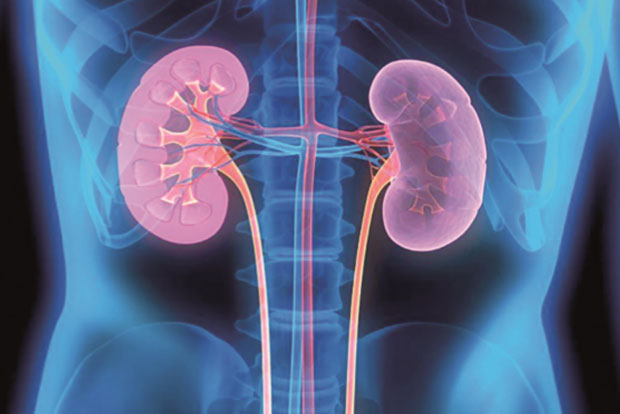 Golden Rules To Keep Your Kidneys Healthy