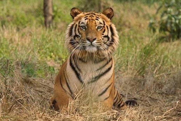 All 4 Assam tiger reserves get national accreditation