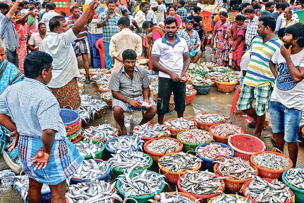 Rising fuel rates send fish prices soaring by 45 pc