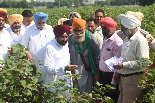 Cotton crop damaged, CM announces relief