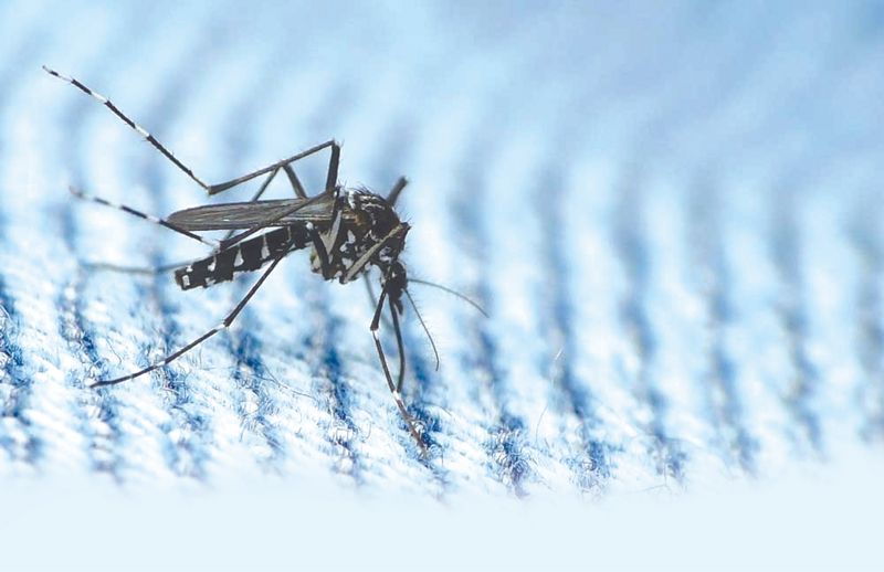 2 teenagers succumb to dengue in Mohali