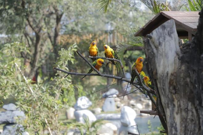 Chandigarh Bird Park a visitors’ delight