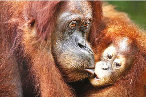 In orangutan parenting, the kids can get their own dinner