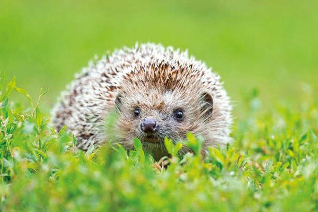 Hedgehogs: Cute and a source of drug-resistant bacteria too