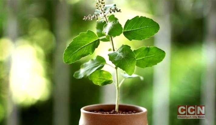 Tulsi Plant Vastu Tips in Hindi | These people should not plant Tulsi plant at home, there may be harm?