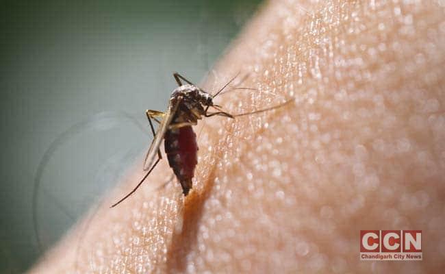 7 Essential Tips To Prevent Dengue Fever - Chandigarh City News