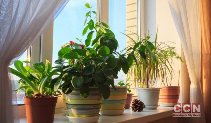 15 Vastu-Compliant Indoor Office Plants for Prosperity, Growth, and Stability